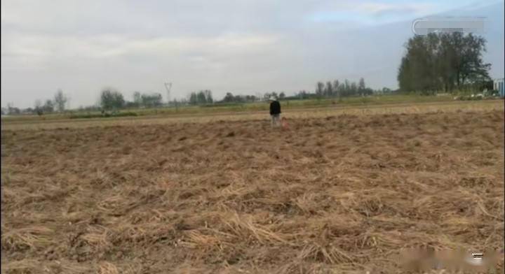 河南一村莊麥苗遭鏟除事件揭秘，官方通報背后的真相