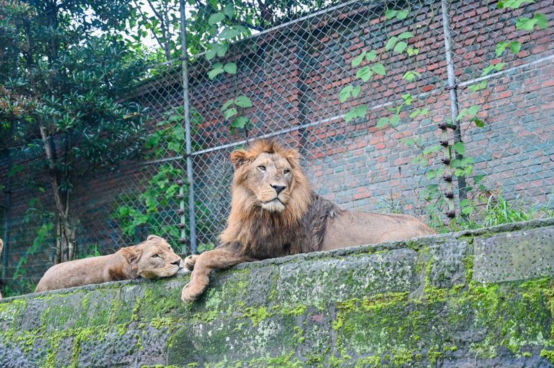 揭秘動物園獅子價格，究竟多少錢？一網打盡所有信息！