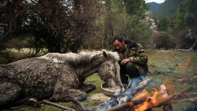 小伙救了一匹白馬——英雄之路的啟示